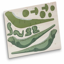 Load image into Gallery viewer, BRANDCRAFT Tuatara Wooden Model